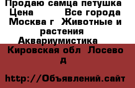 Продаю самца петушка › Цена ­ 700 - Все города, Москва г. Животные и растения » Аквариумистика   . Кировская обл.,Лосево д.